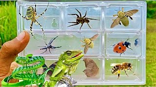 Wild Bug Quest Chasing Crickets Katydids Chameleons and Tarantulas for an Epic Adventure [upl. by Rina]