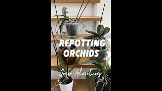 Repotting orchids tips amp tricks [upl. by Atinas]