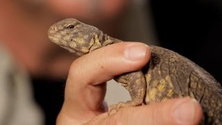 6 Facts about SpinyTailed Lizards  Pet Reptiles [upl. by Enelra]