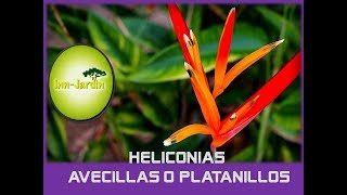 Como Cuidar y Reproducir Heliconias  Platanillos Avecillas Por Jardineria Innjardin [upl. by Yentuoc]