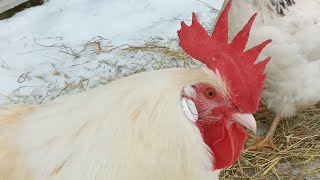 Friendly cute leghorn rooster😍🐓🤍chicken roostercuteroostersandhens [upl. by Eniamaj]