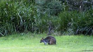 Pademelon [upl. by Cotterell]