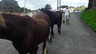 Volcano Eruption La Soufriere  Evacuation of Horses [upl. by Elianora449]