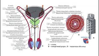 Шәует шығаратын түтік анатомиясы Ductus deferens  easy anatomy [upl. by Dorcus]