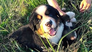 Nos petits chiots Bouvier Bernois sont de vraies peluches  ❤️ [upl. by Lashond437]