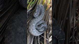 Víboras de cuernitos Mixcoatlus melanurus snakes animales mexico xplorareptilia olmec [upl. by Lambrecht]