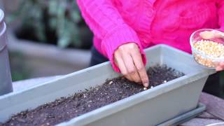 How to Germinate Popcorn Seeds  Planting the Seed [upl. by Eimilb]