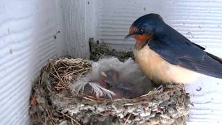 Baby Barn Swallows  Day 2 [upl. by Areis]