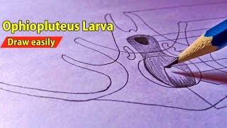 Ophiopluteus larva  How to Draw Ophiopluteus larva Diagram  Larval Forms In Echinodermata [upl. by Sosthina]