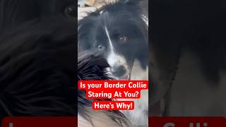 Why Does My Border Collie Stare at Me Understanding Their Behavior [upl. by Nylitsirk]