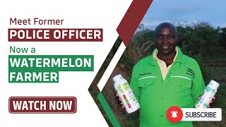 WATERMELON FARMING IN KENYA  From Kshs 50000 Capital to Kshs 300000 Profit [upl. by Elohcan408]