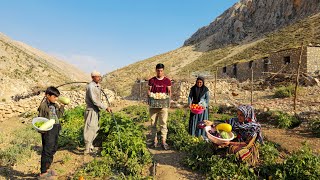 IRAN nomadic life  🧅🍆🥬Fresh farm  Harvesting onion tomato and pumpkin products and a home evening [upl. by Novia]