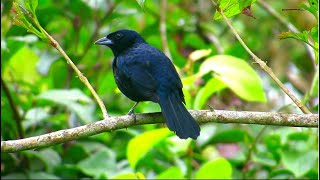 RUBY  CROWNED TANAGER Tachyphonus coronatus The Best Song From Forest BRAZILIAN [upl. by Erdnad24]