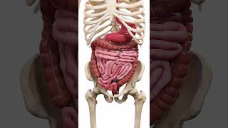 🍽️ Peristalsis The WaveLike Motion of Digestion 🍽️ anatomy [upl. by Evannia]