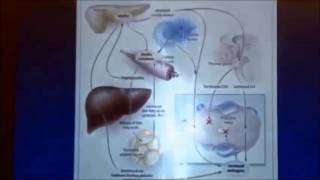 Dr Nestlers Talk NORMOZ in PCOS [upl. by Moon]