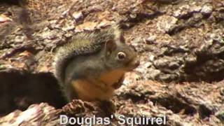 Douglas Squirrel [upl. by Wiburg484]