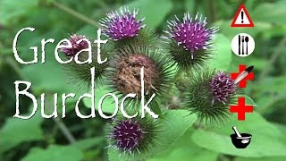 Great Burdock Edible Medicinal Cautions amp Other Uses [upl. by Moyra]