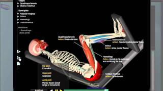 Leg Press Anatomy [upl. by Susi]