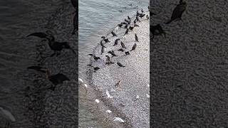 Cormorani smerghi egretta garzetta [upl. by Assetnoc]