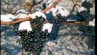 Winery Nova Scotia Fine Canadian Ice Wines and Vintages [upl. by Rehtnug]