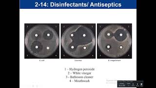 Lab 214 Disinfectant and Antiseptics [upl. by Ardnua]