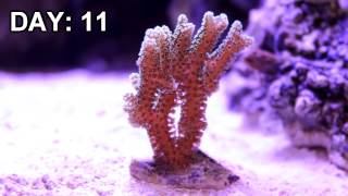 Birds Nest Coral Under LED Aquarium Light Time Lapse [upl. by Gipson]