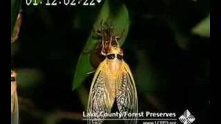 Periodical Cicada transformation timelapse [upl. by Wolpert215]