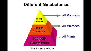 Introduction to Metabolomics [upl. by Latrena]