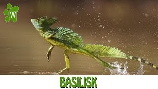 Basilisk  The Jesus Christ Lizard [upl. by Aitsirhc]