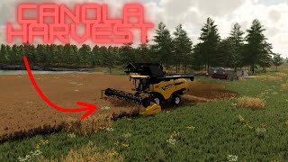 THE CANOLA HARVEST BEGINS  SURVIVAL CHALLANGE [upl. by Adlemy165]