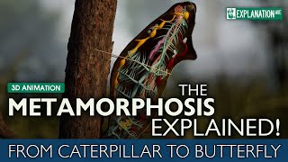 The Metamorphosis Explained  From Caterpillar to Butterfly 🦋 [upl. by Bridges]