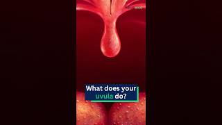 What does your uvula do [upl. by Ailefo821]