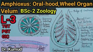 OralhoodWheel Organs amp Velum of Amphioxus BranchiostomaAmphioxus BSc2 ZoologyL3TGTPGT [upl. by Adnama]