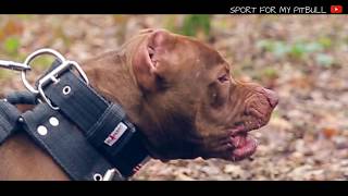 SPORT DOGS MOTIVATION 1  quot We came to Win quot  Athletic Pitbull  ODIN amp SASHA [upl. by Dimond799]