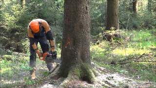 Baumfällung Baum fällen Fällen einer 30m Fichte Forstarbeit [upl. by Anauqahs457]