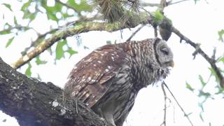 Barred Owl Hooting [upl. by Gelhar]