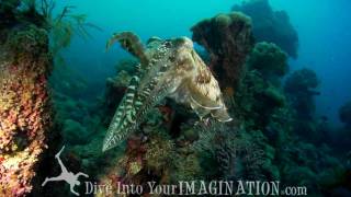 Cuttlefish Mating  The Queen of Camouflage  Cephalopods  Annie Crawley [upl. by Bil]