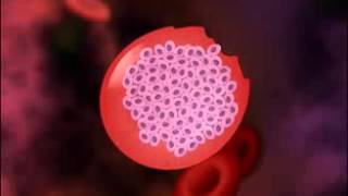 ▶ Malaria Life Cycle of Plasmodium HD Animation YouTube 240p [upl. by Slaohcin]