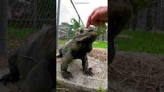 🦎 Petting an endangered Rhinoceros iguana Cyclura cornuta 🦎reptiles iguana herpetology [upl. by Esaj]