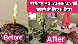 Aglaonema Plant Care In Summers  How to Save Dying AglaonemagardeningPlants [upl. by Wivina]