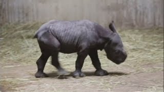 Baby rhino Endangered rhino born at Chicago zoo [upl. by Aloeda286]