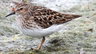 Bécasseau minuscule  Least Sandpiper [upl. by Gala]