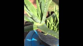 Adult Aloe Vera Plant with Multiple Pups Growing From the Same Pot [upl. by Aseeram616]