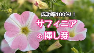 『サフィニア』成功率100！サフィニアの挿し芽ペチュニアの挿し芽 [upl. by Melesa]