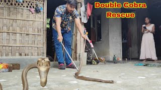 Huge Monocled Cobra Rescued 😨 snakerescue snakesaverrahul [upl. by Vivl]