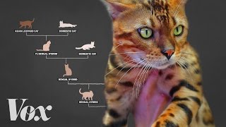 Meet the designer cats with wild blood [upl. by Nirel145]