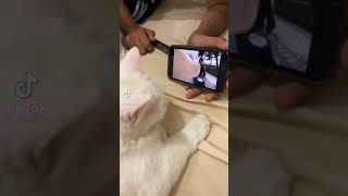 cat shaking head to music🐱 cat vibing to music cat vibing meme cat head shaking funny video [upl. by Griffie]