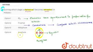 Durring which stage a diploid cell becomes tetraploid in mitosis [upl. by Quill]