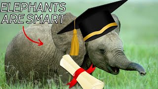 🐘🧠Elephants Are Smart [upl. by Ellekram]