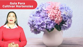 Como Cultivar Hortensias Correctamente [upl. by Aerbma]